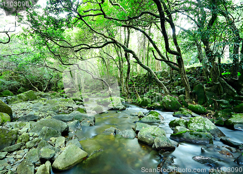 Image of water spring in forest