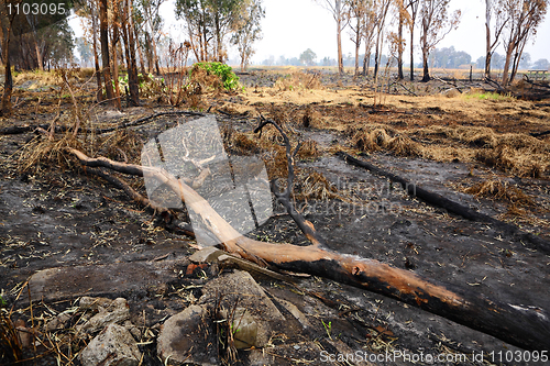 Image of forest after fire