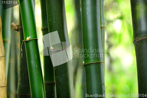 Image of bamboo