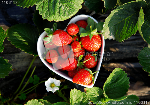 Image of Fresh picked strawberries in heart shape bowl