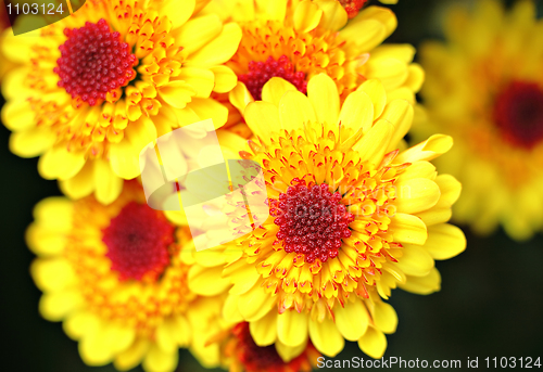 Image of yellow flower close up