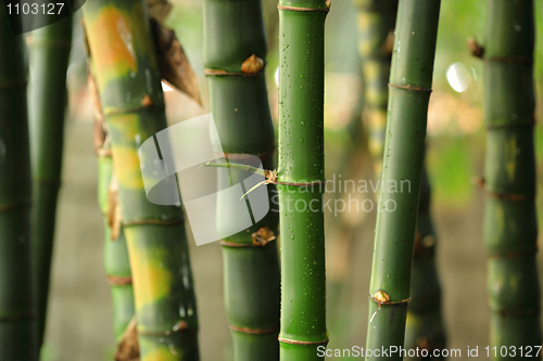 Image of bamboo