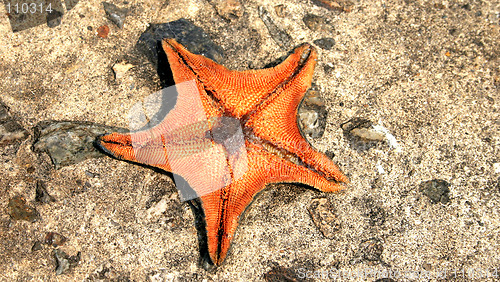 Image of Starfish