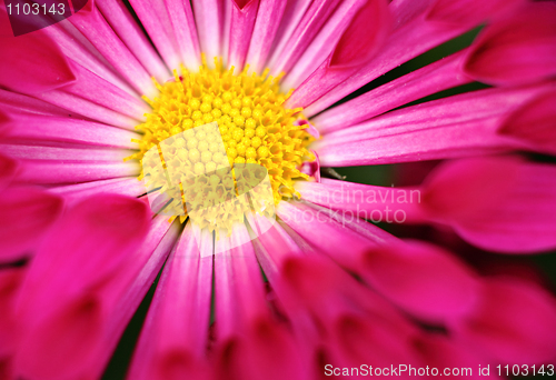 Image of red flower close up