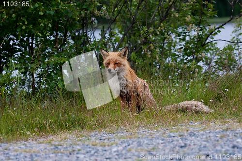 Image of Red fox in grass