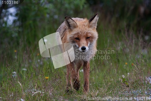 Image of Red fox