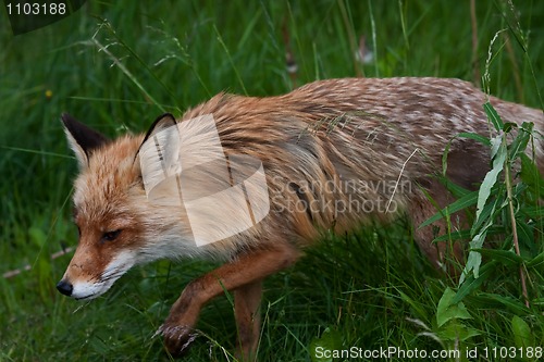 Image of Red fox