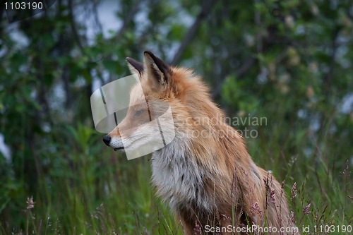 Image of Red fox