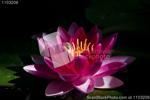 Image of Red waterlily