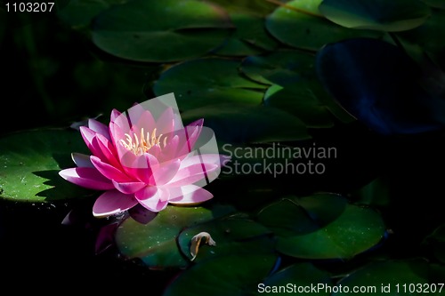 Image of Red waterlily
