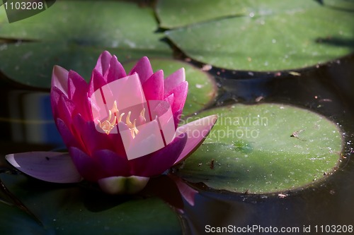 Image of Red waterlily