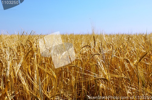 Image of Gold wheat