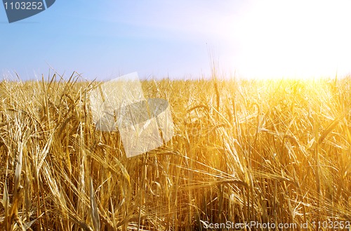 Image of Gold wheat and sunny sky