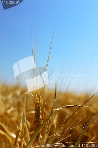 Image of Gold wheat
