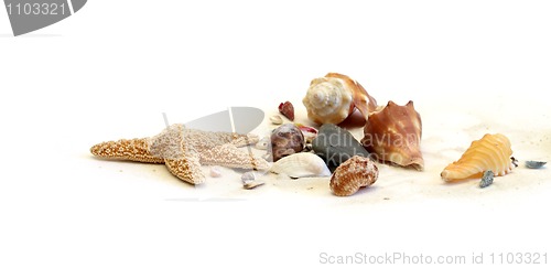 Image of precious shells