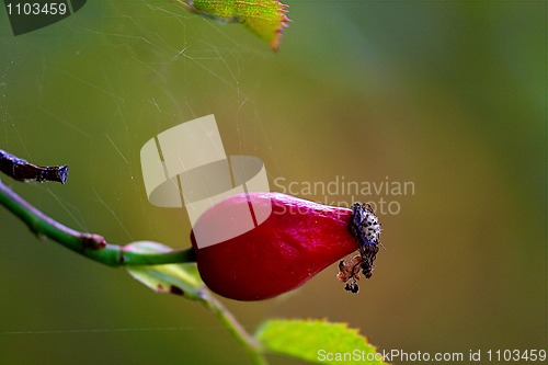 Image of rosehip