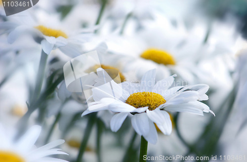 Image of marguerites