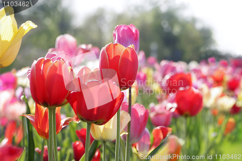 Image of meadow of tulips