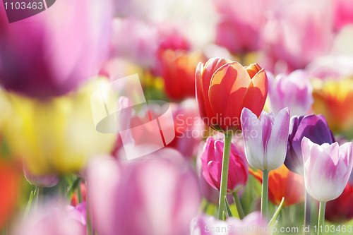 Image of beautiful blooming tulips