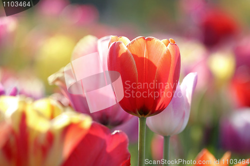 Image of tulips