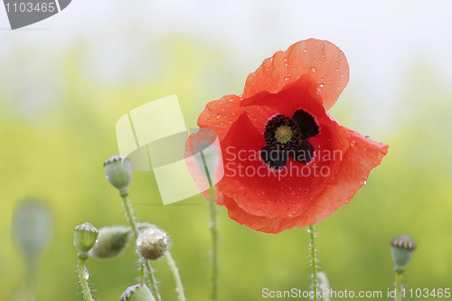 Image of poppy