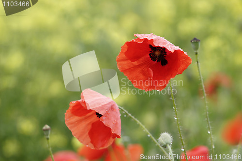 Image of poppies after rain