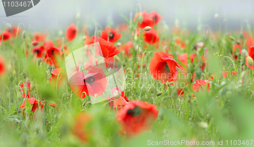 Image of poppies after rain
