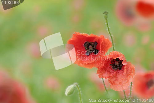 Image of poppies