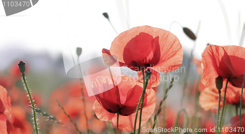 Image of red poppies