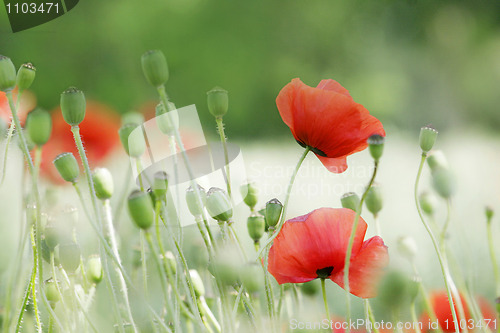 Image of poppies