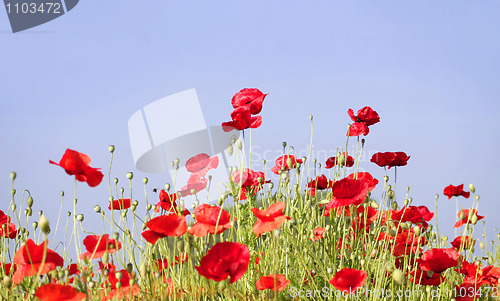 Image of poppies