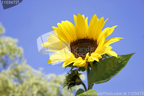 Image of sunflower against blue sky