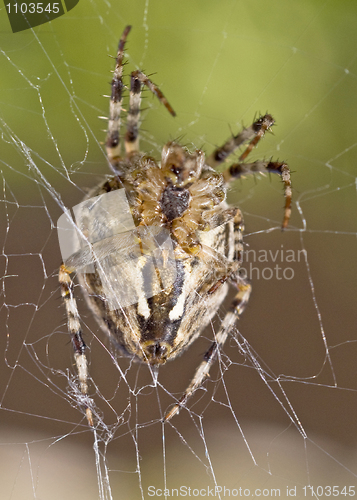Image of Closeup of large spider