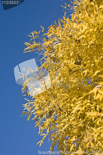 Image of Beautiful autumn - yellow leaves 