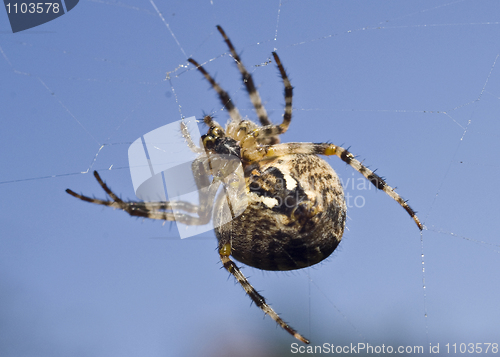 Image of Big spider on the web 