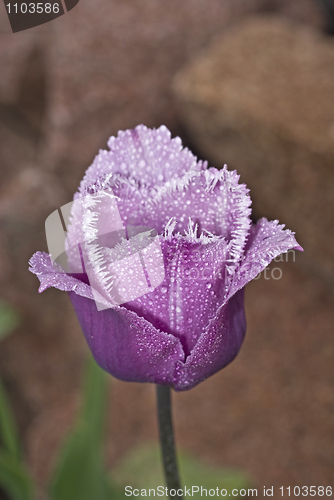 Image of Stock photo: Beautiful tulip with droplets 