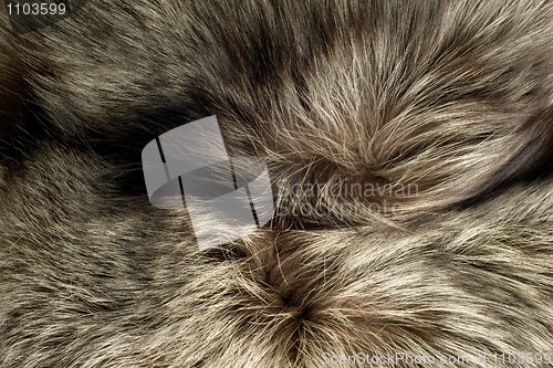 Image of Background - beautiful polar Fox fur