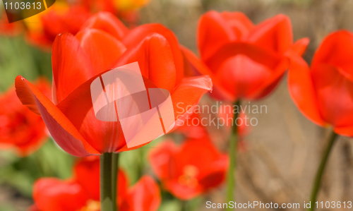 Image of Red Tulips in the garden
