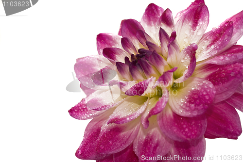 Image of Wet Pink dahlia