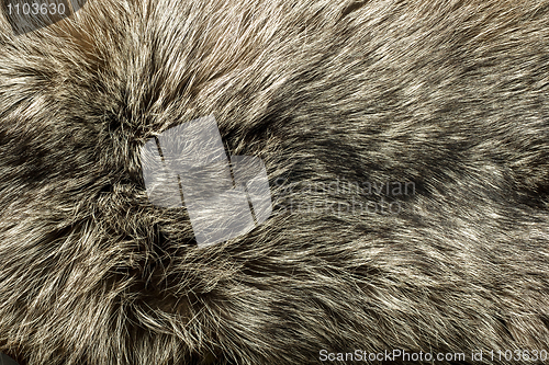 Image of Closeup of beautiful polar Fox fur