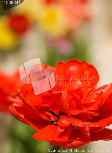 Image of Spring is coming. Red Tulip bud