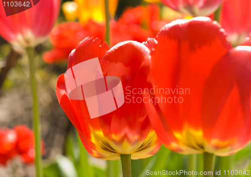 Image of Bright Red Tulips in garden