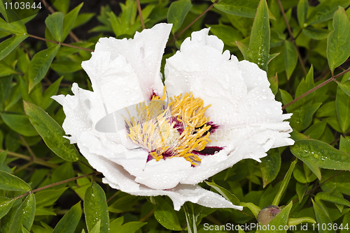 Image of Stock photo: Beautiful Peony bud 