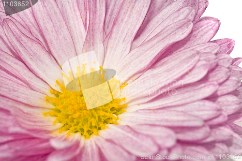 Image of Close-up of golden-daisy or chrysanthemum