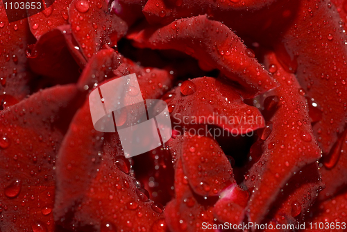 Image of Closeup of the wet rose bud