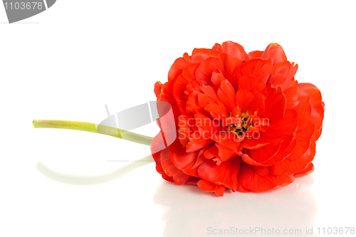 Image of Red tulip isolated on white