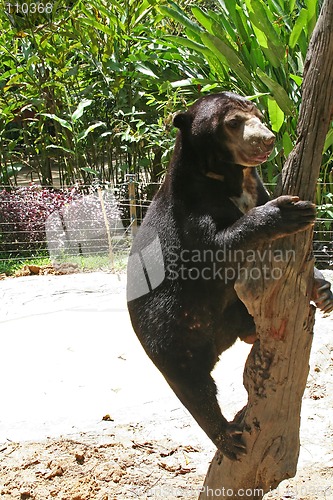 Image of Bear climbing