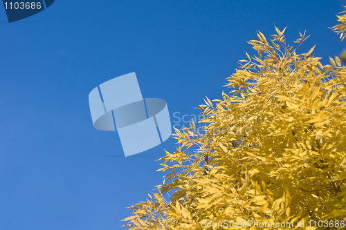 Image of Wonderful fall - yellow leaves of tree