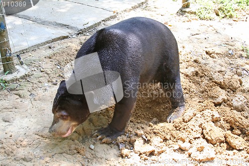 Image of Bear diggin