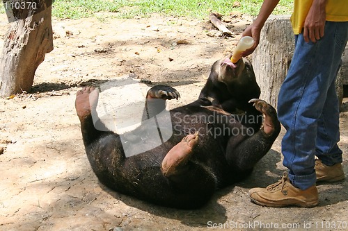 Image of Bear feeding